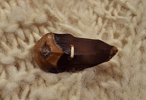 Close-up of toggle button made from pine cone scales on woman's fuzzy Nepal wool hand-knit cardigan sweater with brown diamond knit design