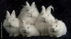 Men's Angora Fashion history