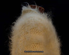 Men's Mohair Sweater