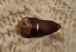 Women's warm sweater of Nepal Wool