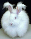 Siberian Woman's White Hand-knit Angora Ushanka Hat with ear-covering flaps